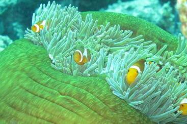 Gustav S Place Silver Beach Dive Resort