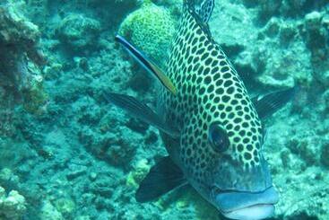 Gustav S Place Silver Beach Dive Resort