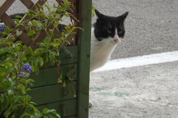 B&b Il Gatto Pescatore