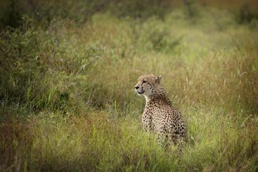 هتل Lukimbi Safari Lodge