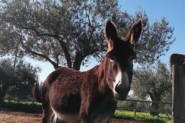 هتل Terre Di Senia