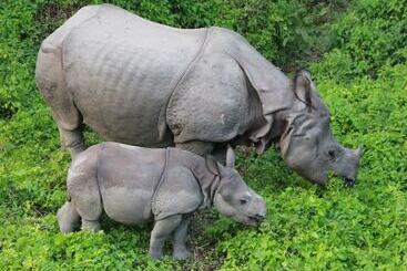 استراحتگاه Rhino Lodge &