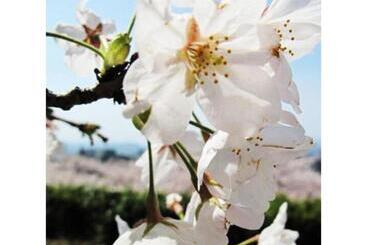 Tottori City Hotel / Vacation Stay 81358
