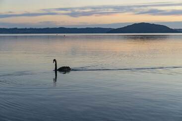 هتل Silver Fern Rotorua Suites & Spa