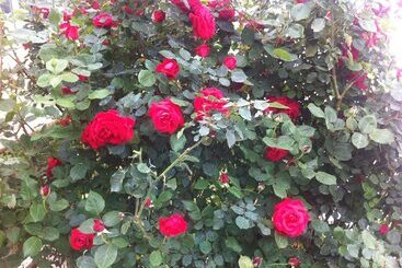هتل Atamer Doga Resort