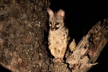 هتل Honeyguide Tented Safari Camps Mantobeni