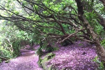 هتل Foley S Kenmare