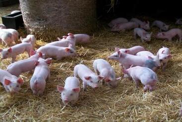 هتل Lily Hill Farm