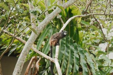 בית מלון כפרי Villa Lu Amazon Ecolodge