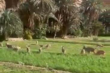 پانسیون Riad Dar Ahlam