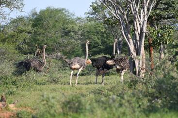 هتل Ngangane Lodge & Reserve