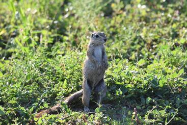 هتل Ngangane Lodge & Reserve