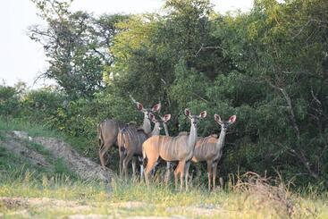 هتل Ngangane Lodge & Reserve