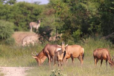 هتل Ngangane Lodge & Reserve