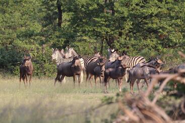 هتل Ngangane Lodge & Reserve