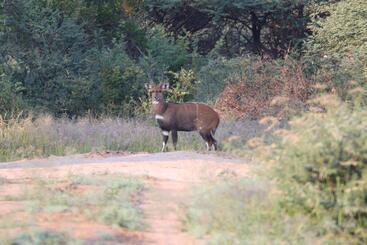 هتل Ngangane Lodge & Reserve