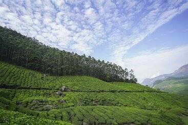 هتل Tea Valley Resort, Munnar