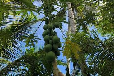 تختخواب و صبحانه New Raya   Nias Beach Bungalows