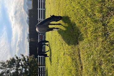 ホテル B. Equine Range