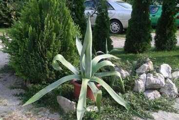 هتل Albergo Giardino