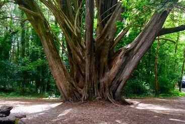 تختخواب و صبحانه Abbey Court