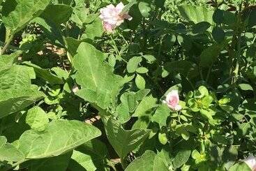 تختخواب و صبحانه Zeytin Cicegi Pansiyon