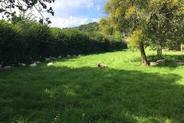 The Piggery