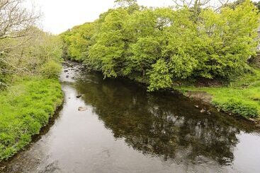 Celynfa