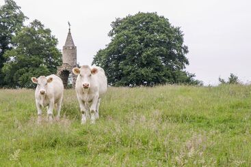 The Milking Barn