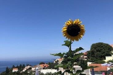 Apartmani Ana