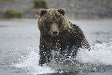 هتل Kodiak Compass Suites