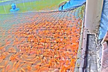 هتل Lagos Mar Espinal