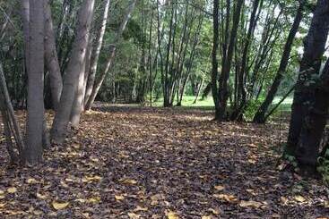 Bosque Nativo