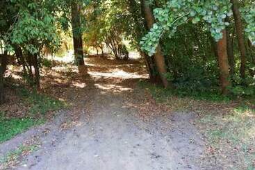 Bosque Nativo