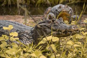 هتل روستایی Pousada São João   Estrada Parque Pantanal