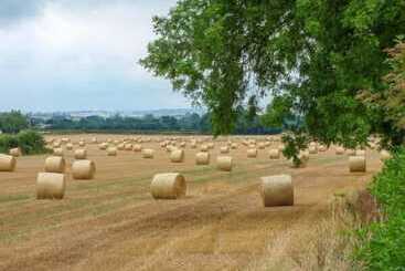 The Granary