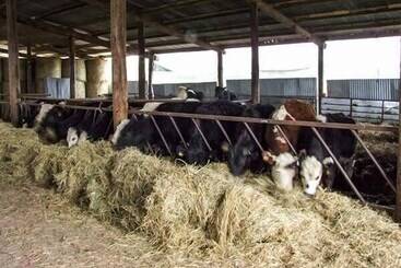 קוטג'' The Old Byre