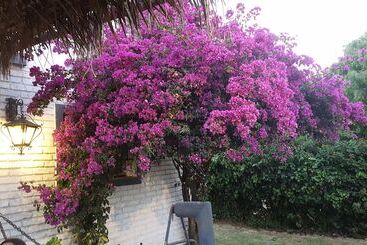 تختخواب و صبحانه Bidieen