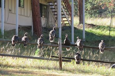Lazy Elk Retreat   3 Br Cabin