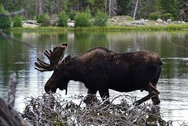 Lazy Elk Retreat   3 Br Cabin