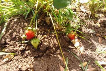 پانسیون La Cera Farm Camping B&b