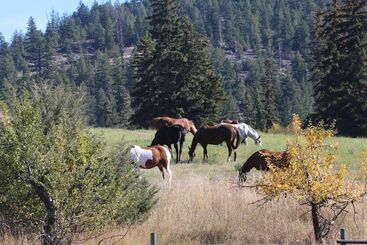 هتل روستایی Yd Guest Ranch