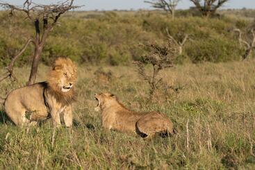 هتل Saruni Leopard Hill