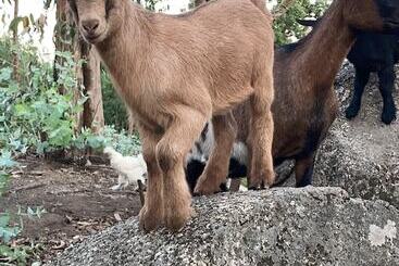 Quintinha Silvestre - Tondela