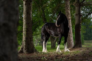 تختخواب و صبحانه Apple Pony Inn