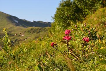 هتل Garni Alpina