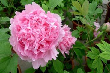 هتل 7days Premium Luoyang Peony Park Shanghai Market Branch