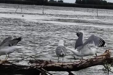 Pensiunea Iubire De Delta  La Traian