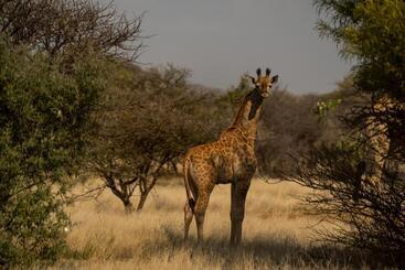 پانسیون Leeuwkop Hunting Safaris