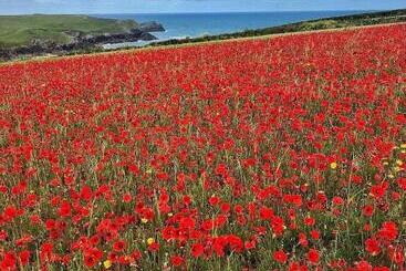 The Sanctuary Newquay